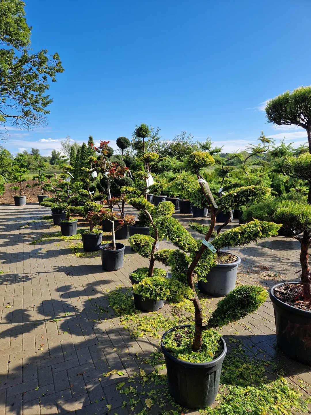 Gartenbonsai und Formgehölze bei Meck-Green in Demmin