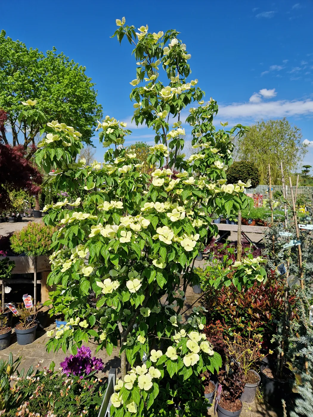 Ein Blick in die Baumschule Meck-Green