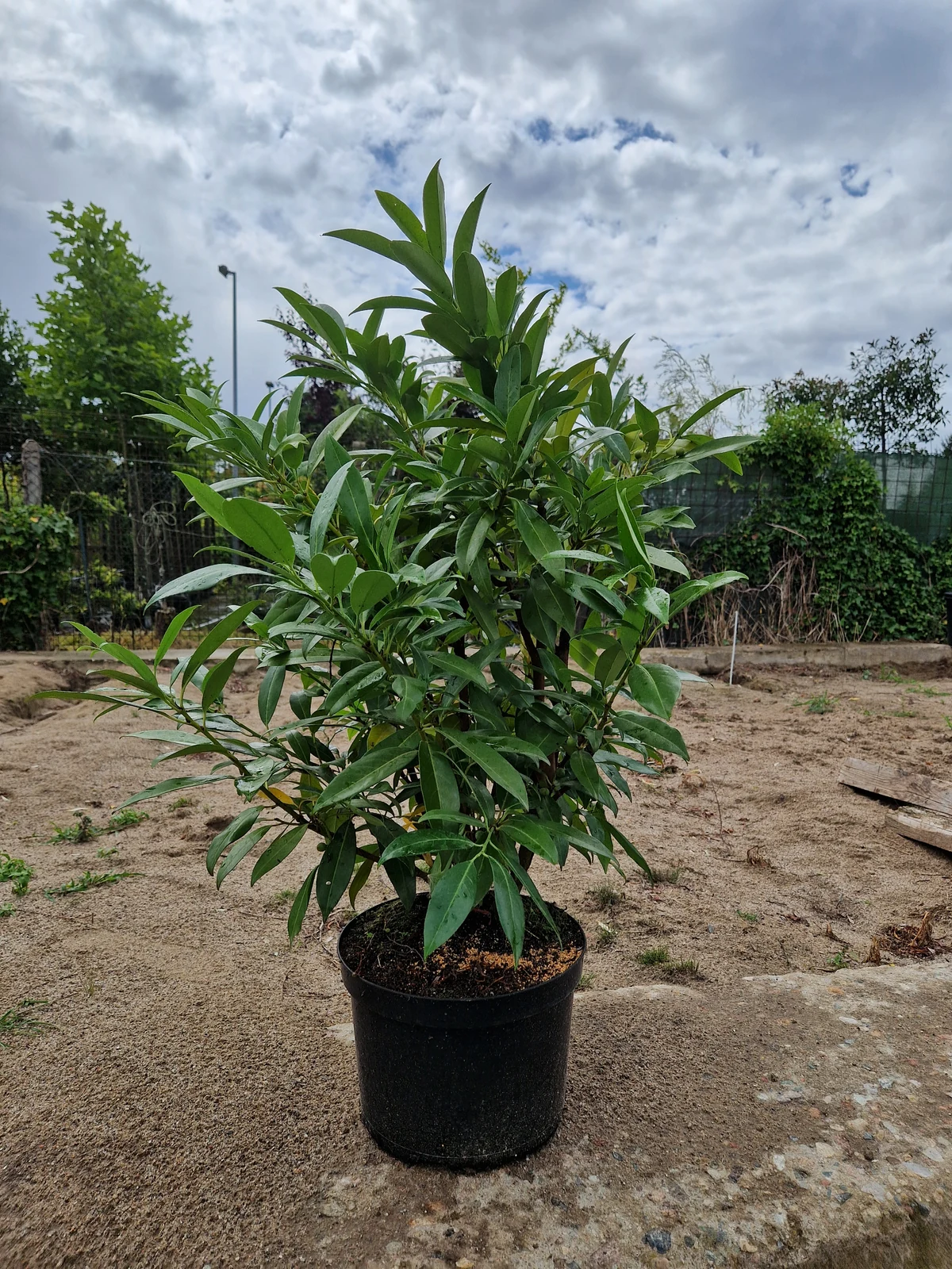 Kirschlorbeer Herbergii bei Meck-Green in Demmin