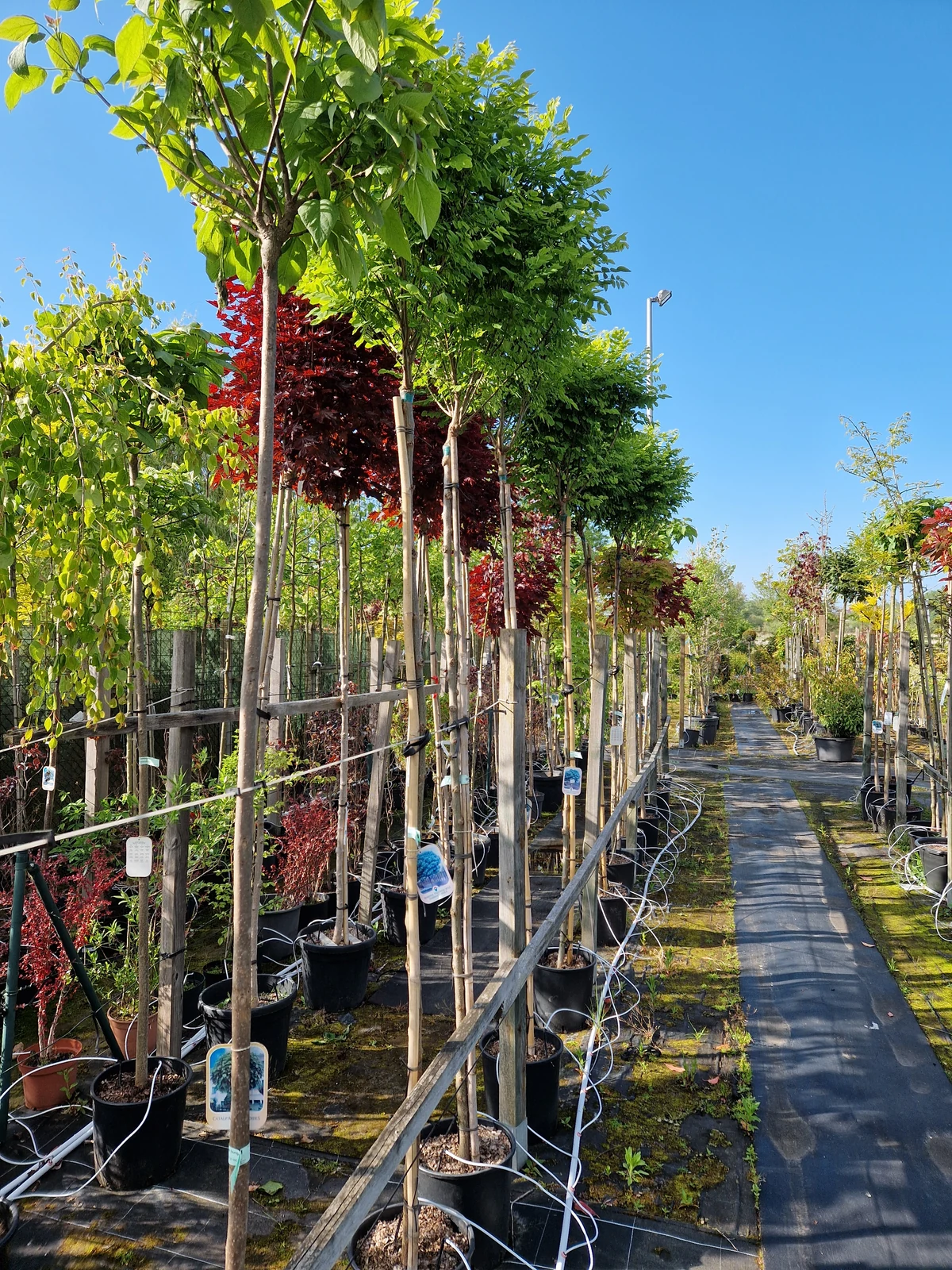 Laub- und Hausbäume bei Meck-Green in Demmin