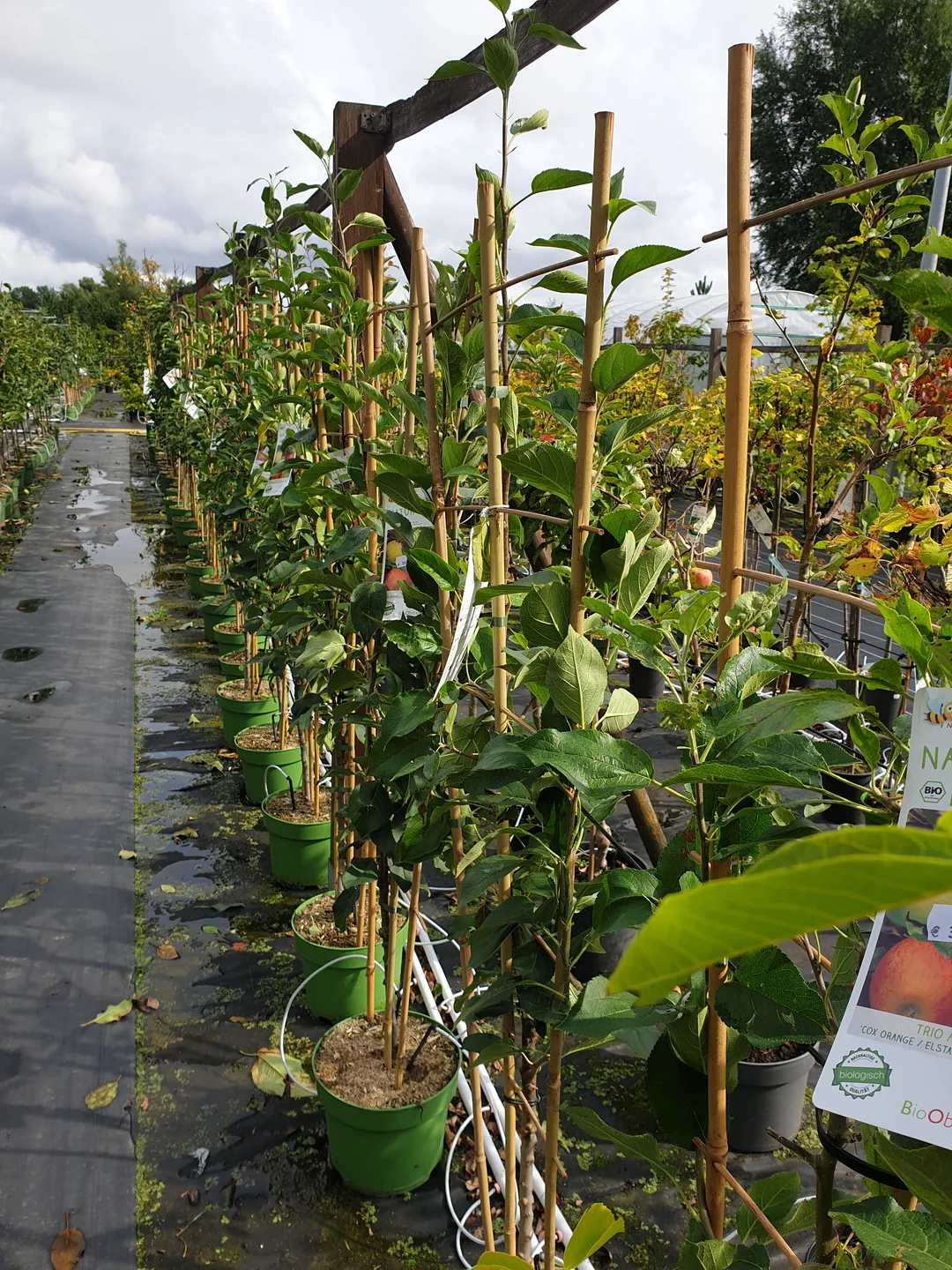 Obstgehölze bei Meck-Green in Demmin