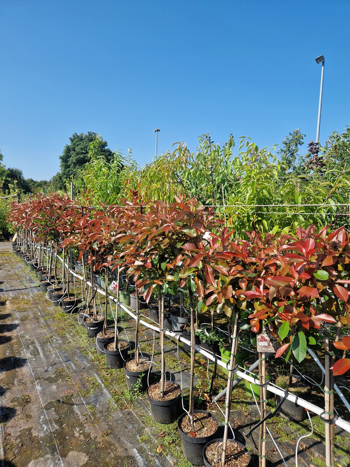 Saisonale Pflanzen bei Meck-Green