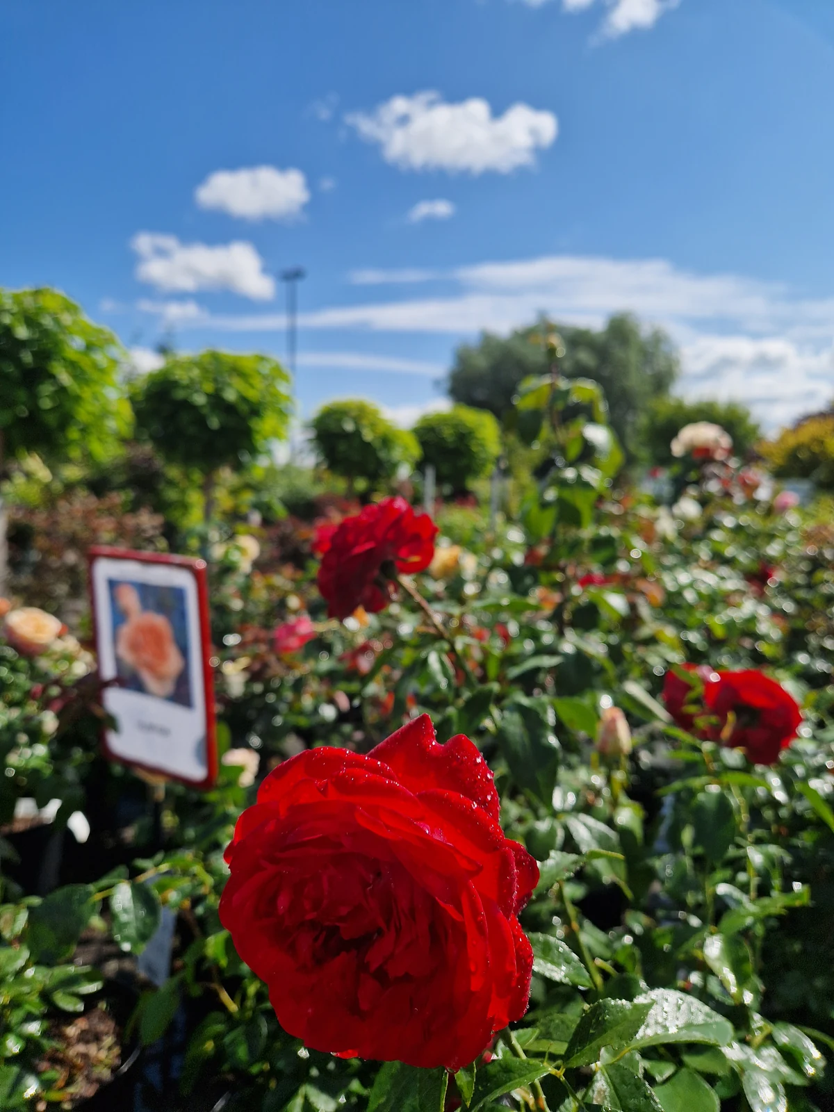 Rosen bei Meck-Green in Demmin