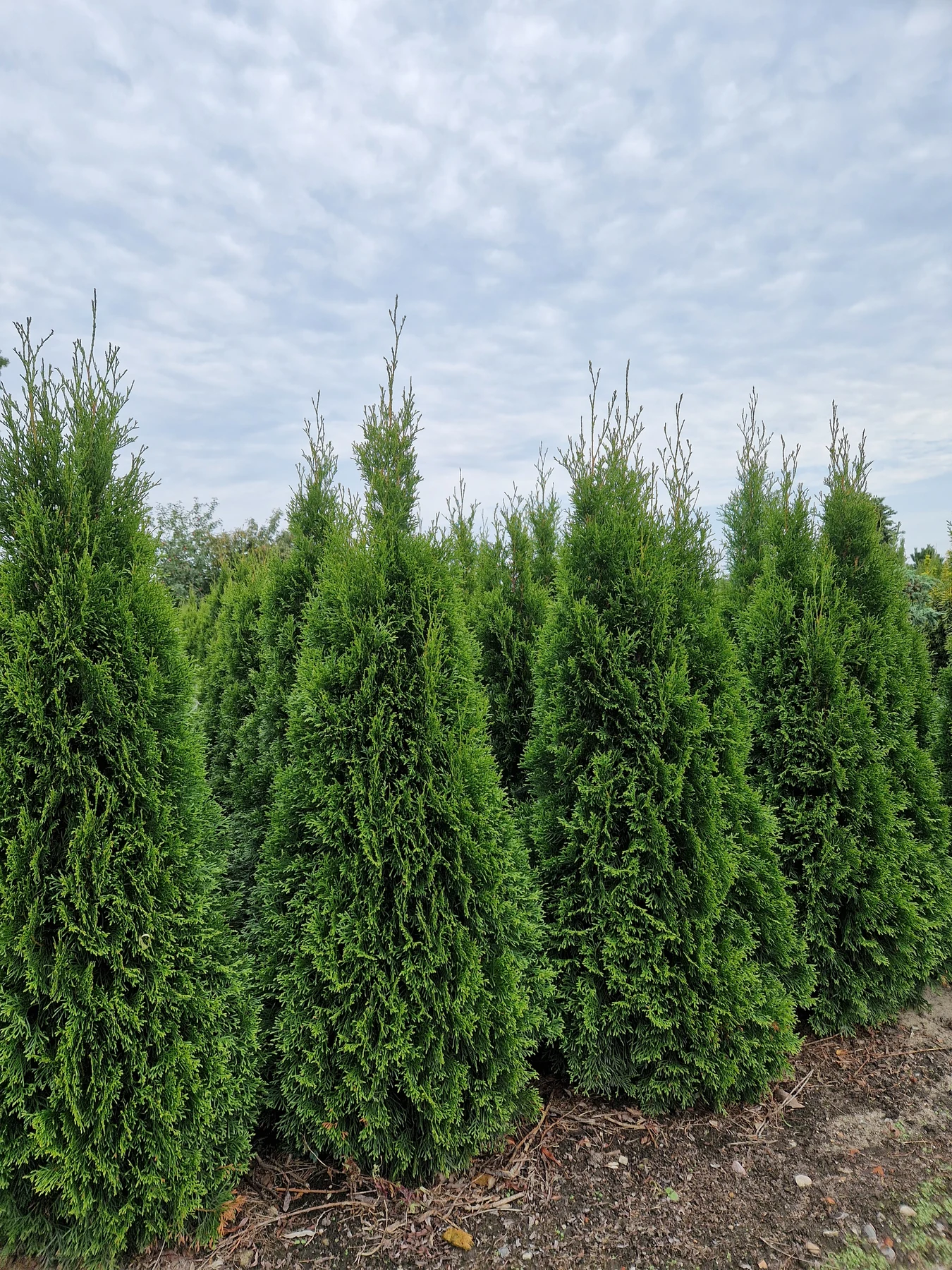 Thuja Smaragd bei Meck-Green in Demmin